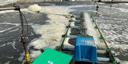 Wasserqualität in dem Teich: Überwachung von gelöstem Sauerstoff, pH und Salzgehalt